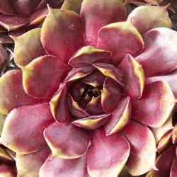 Sempervivum - Dachwurz - Hauswurz